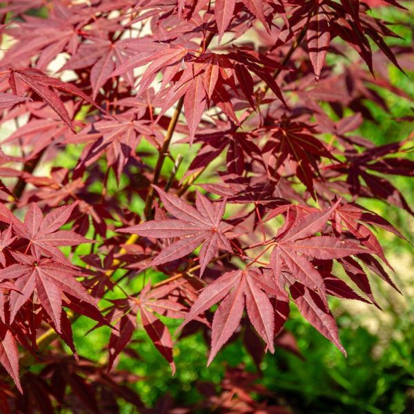 Acer palmatum 'Sumi-Nagashi' 14 Litre